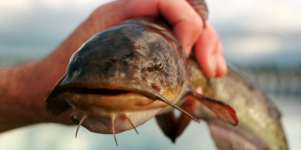 A mature catfish. Photo / File
