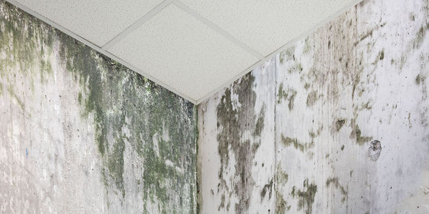 Many rental properties are rotten and unfit to be lived in. Photo / 123RF