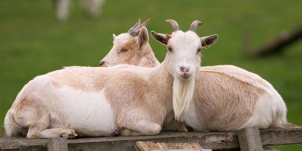 The SPCA needs Aucklanders to adopt chickens, roosters and goats. Can you help? Photo / Getty Images
