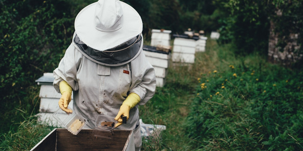 COUNCIL RULES: Urban bee keeping requires thought for neighbours.