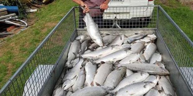 An act of vandalism resulted in the death of about 200 salmon at the Dunedin Community Salmon Trust hatchery in Dunedin. Photo / Supplied