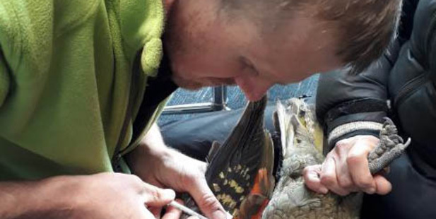 Kea researcher Corey Mosen takes blood from a kea at The Remarkables ski area. Photo: Kea Conservation Trust