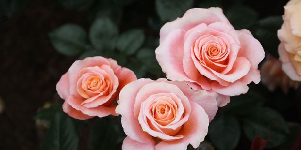 Best New Zealand raised rose, Strawberry Blonde. Photo / Peter Tiffany