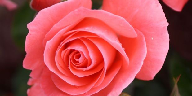 Little Miss Perfect was named New Zealand Rose of the Year at Hamilton Gardens on Sunday. Photo / Peter Tiffany