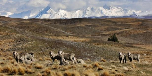 Mackenzie Basin high country. Photo: George Empson
