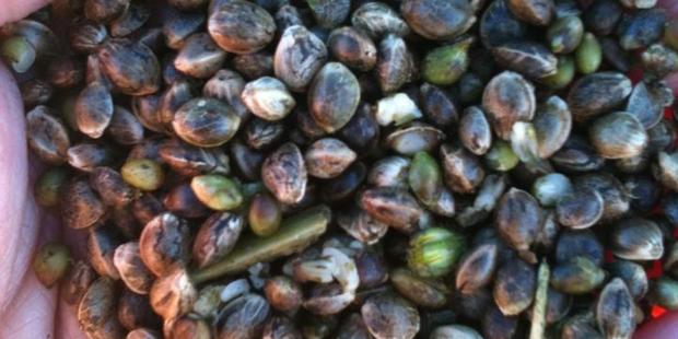 Whole hemp seeds. Photo / Supplied