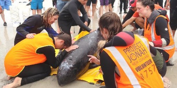 Rescuers bid a tearful farewell to the first of two pygmy whales to be euthanased.