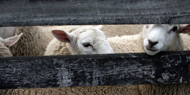 Thanks to the recent rain, lamb prices picked up at Stortford Lodge yesterday.