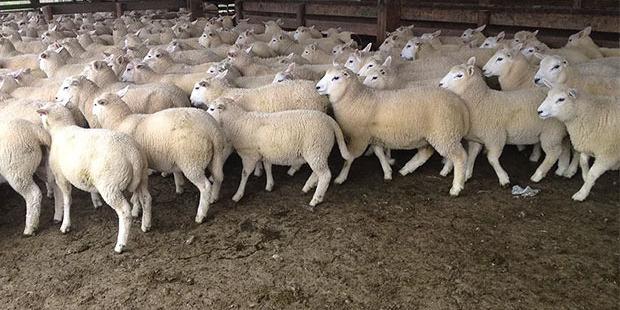 The Ultimate breed. Photo / Avalon Genetics website