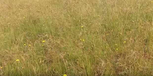 Chilean needle grass is found at about 300 sites around New Zealand.
