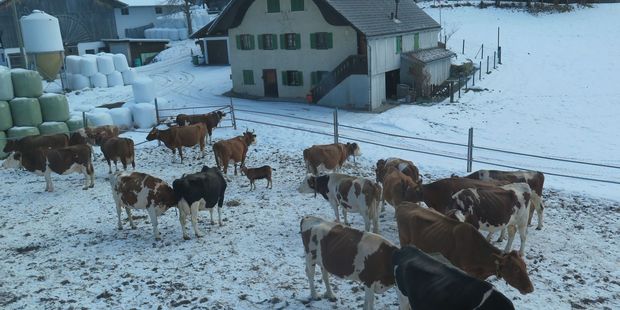 Plump dairy cows outside weathered wooden chalets