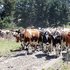 A drop in water quality throughout the country has been linked in part to an expansion of dairying. Photo / File