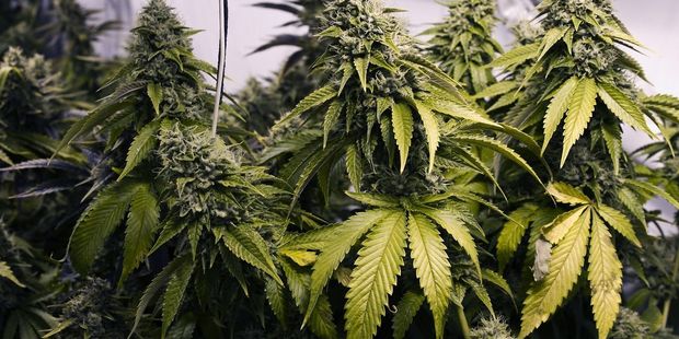 Greenfern Medical Marijuana has applied to the Ministry of Health for a licence to cultivate cannabis for medicinal and research purposes. Photo / File