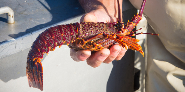 Commercial harvesters now have to haul four pots to harvest one legally sized crayfish. Photo / Raewyn Peart
