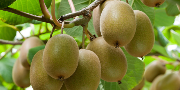 Potential for SunGold kiwifruit orchard development in Northland is expected to increase the region's export earnings.