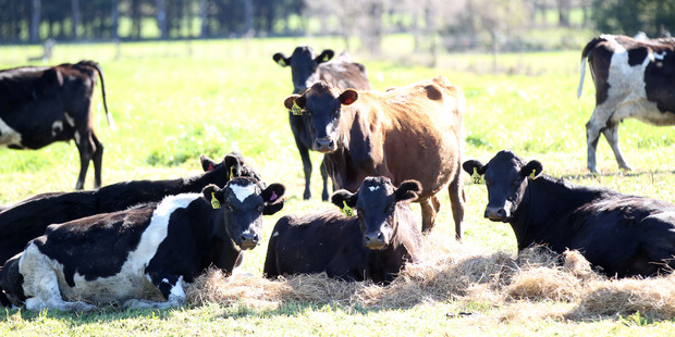 Cattle sold well at Stortford Lodge.