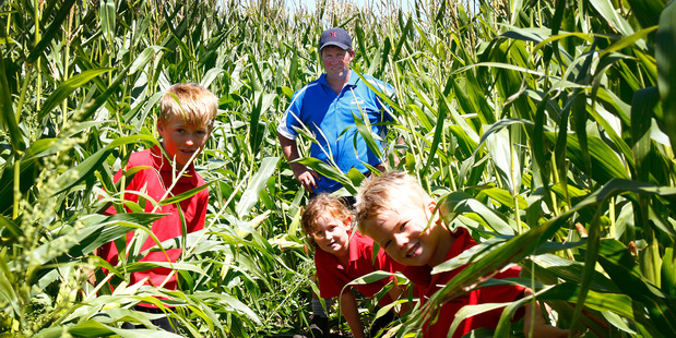 Lorcan Honeyfield (8), Lexie Harrison (7), Wesley Smith (5) and school board chair Andrew Hurley led the way through the maze. Photo/ Bevan Conley