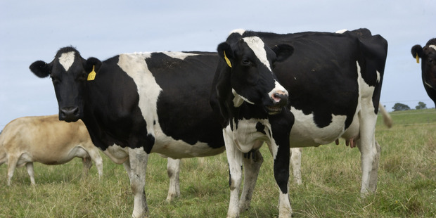 Dairy cows Supplied to the NZ Herald by Dairy NZ