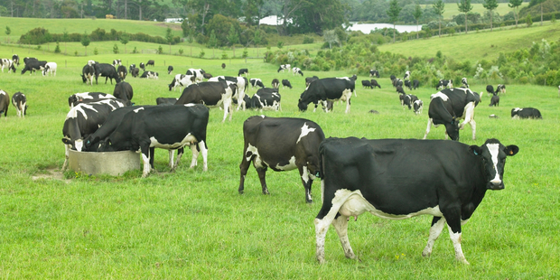 Fonterra's Paul Grave says farmers need to do research before changing processors. Photo / Supplied to NZ Herald by DairyNZ