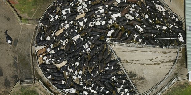 NZ milk production has increased 108 per cent in 20 years. Picture / Glenn Jeffrey