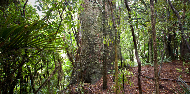 Kauri on Clark Bush Track in the Waitakere Ranges. Photo / Michael Craig