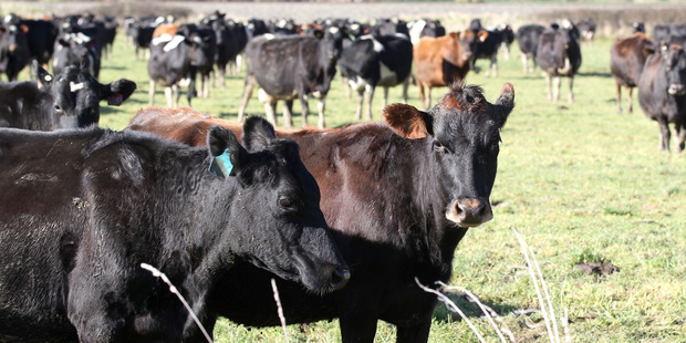 Nationwide testing for cattle disease Mycoplasma bovis began this week. Photo / Duncan Brown