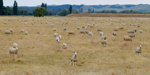 Judge says it's unfortunate farmers' animals are becoming a vulnerable target to theft. Photo/ file