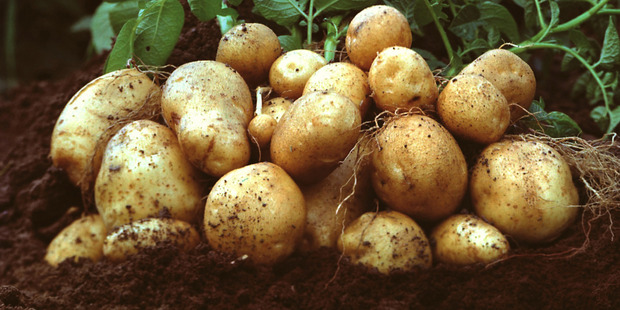 A WorkSafe New Zealand investigation found that the Palmerston North-based agriculture business in Shannon had no guarding around its potato harvesting machine.