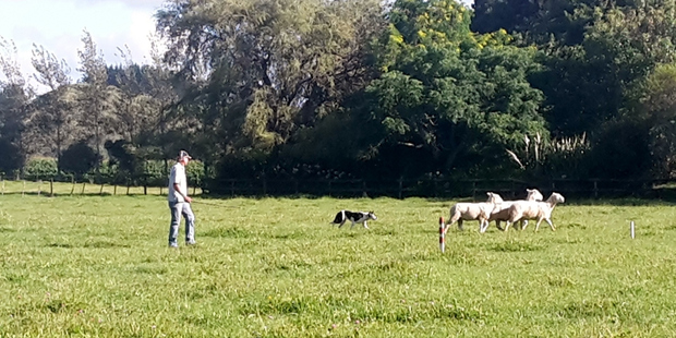 Andy Ross with Pip on their way to finishing runner-up in the short head & yard at the Bay of Islands Sheep Dog Trials. It was their third consecutive runner-up spot at the event. Photo / Supplied