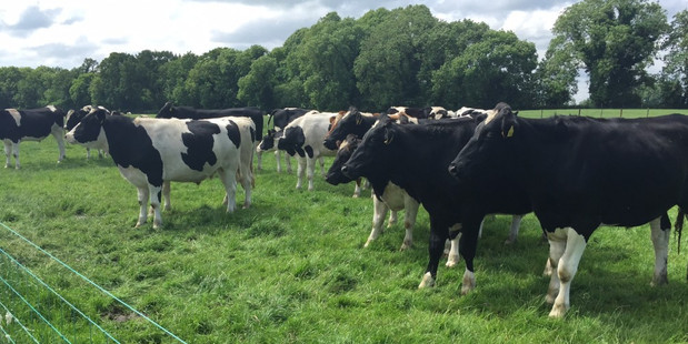 The $37,361/ha median price paid for three Northland finishing farms sold in the final quarter last year exceeded the $32,000/ha median for the 97 finishing farms averaging 42ha sold nationally over the same three months. The median price per hectare for finishing farms has risen 10.1 per cent over the past 12 months.