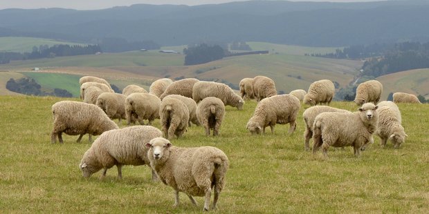 Sheep graze beside the Beaumont highway near Tuapeka West.