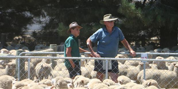 Poll Dorset breeder George Lowe, from the Windermere stud, near Ashburton, and his grandson Hunter Brook inspect the yarding of Poll Dorset-merino-cross lambs. Photo / Ian McCall