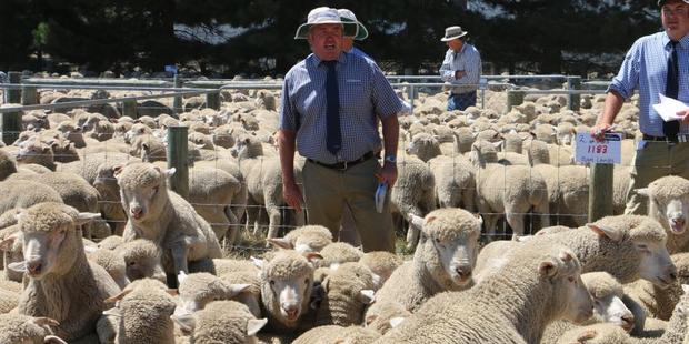 PGG Wrightson Mid Canterbury area manager Greg Cook auctions a yarding of ram lambs at Castle Ridge Station.