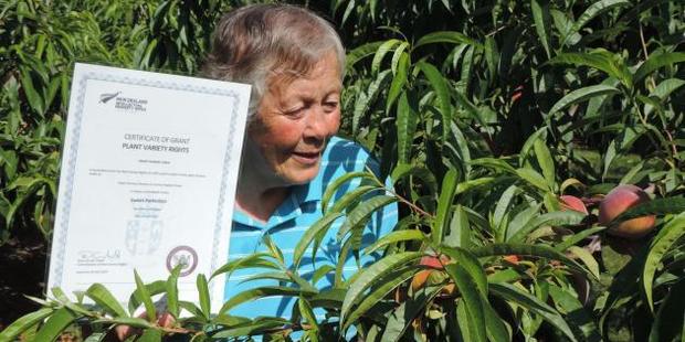 Georgetown orchardist Helen Brookes, holding the certificate acknowledging plant variety rights, inspects this year's crop of "Sweet Perfection'' peaches. Photo / Sally Brooker