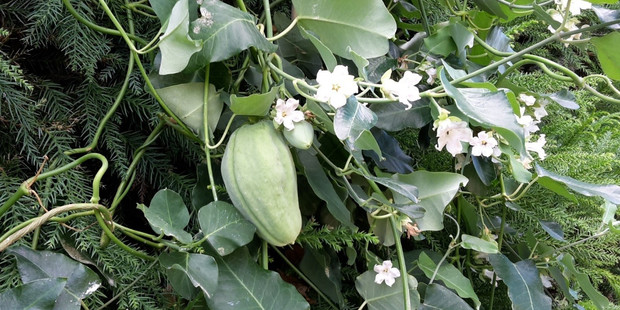 Moth plant is invasive in New Zealand and can heavily infest kiwifruit orchard shelter belts.