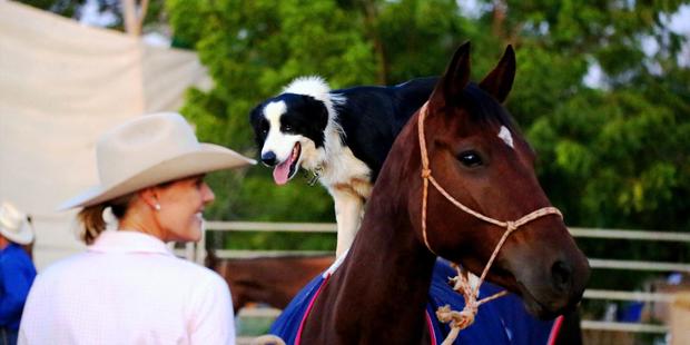 The show's farm dogs are equally thrilling.