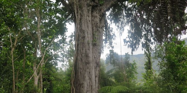 A thousand year old rimu.