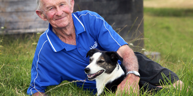 Johnny Bell was saved by his farm dog, Jade, after a steer attacked him. Photo / Tania Whyte