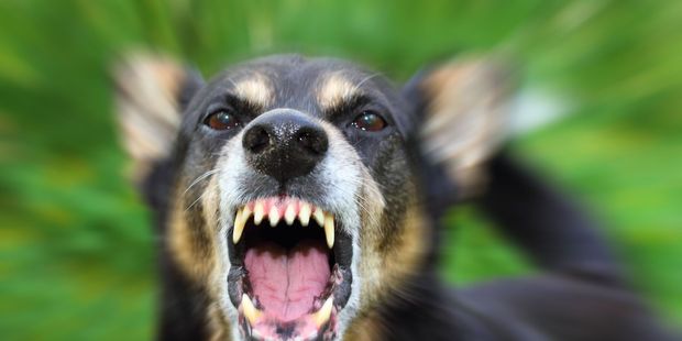 Someone needs to do something about aggressive dog breeds in the Far North, says a reader.