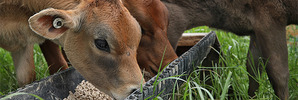 Photo / DairyNZ