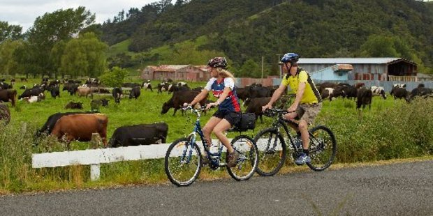 The ride past dairy farms between Thames, Paeroa, Te Aroha and Waihi is one of the features of the Hauraki Rail Trail.