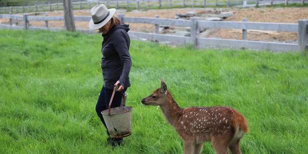 The protein-rich milk is attracting interest from scientists. Photo / Supplied
