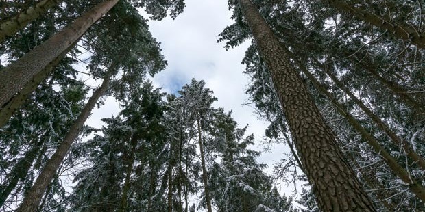 Photo / File
