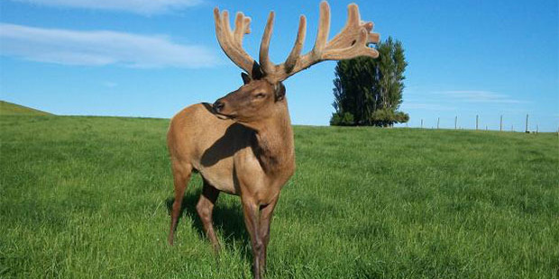 Tikana Thor, of Tikana Wapiti Stud, Browns, grew 21.64kg of velvet at 5 years of age. He is owned by Dave Lawrence and Donna Day. Photo / Tony Pullar