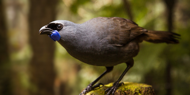 Over 40 kōkako now thrive in Otanewainuku Forest. Photo / File