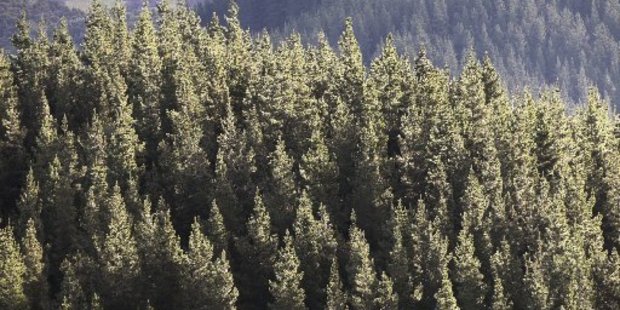 Shane Jones wants a billion trees planted, so we have to do it right.