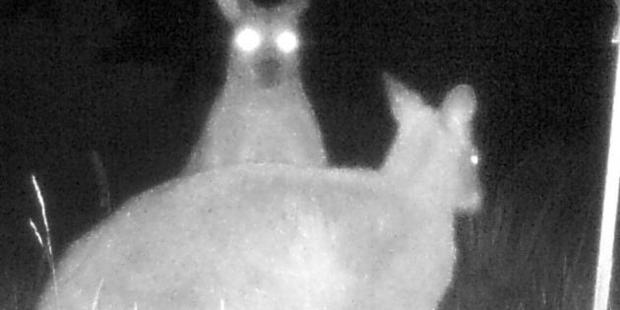 A night vision view of a pair of wallabies on a property in Naseby. Photo / Maniototo Pest Management