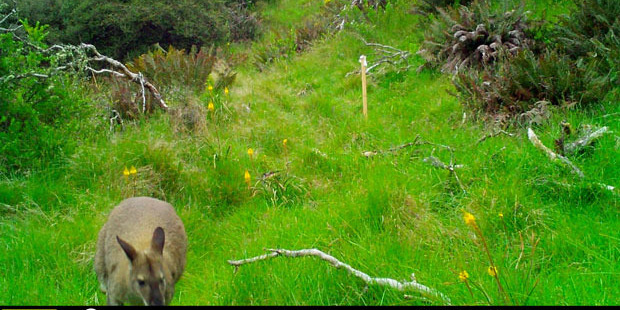A wallaby makes itself at home on a Naseby property. Photo / Maniototo Pest Management