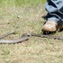 Venomous snakes and spiders to increase in NSW with wet weather this summer thumbnail