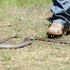Venomous snakes and spiders to increase in NSW with wet weather this summer thumbnail